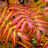 Sorbus commixta Olympic Flame - Future Forests