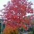 Sorbus commixta Olympic Flame - Future Forests
