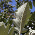 Sorbus x intermedia - Swedish Whitebeam - Future Forests