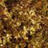 Spiraea japonica Gold Mound - Future Forests
