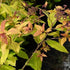 Spiraea japonica Goldflame - Future Forests
