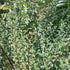 Spiraea nipponica June Bride - Future Forests