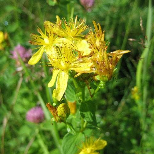 Common St. John's-wort (Hypericum perforatum) 3 Hypericum perforatum - St. John's Wort