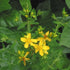 St. John's Wort - Future Forests