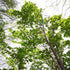 Stewartia pseudocamellia - Japanese Stewartia - Future Forests