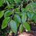 Stewartia sinensis - Chinese Stewartia