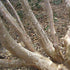 Stewartia sinensis - Chinese Stewartia