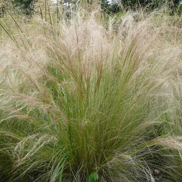 Stipa tenuissima Pony Tails – Future Forests