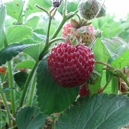 Strawberry Framberry