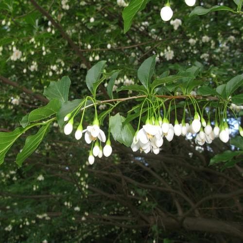 Styrax japonica - Japanese Snowbell