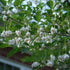 Styrax japonica - Japanese Snowbell