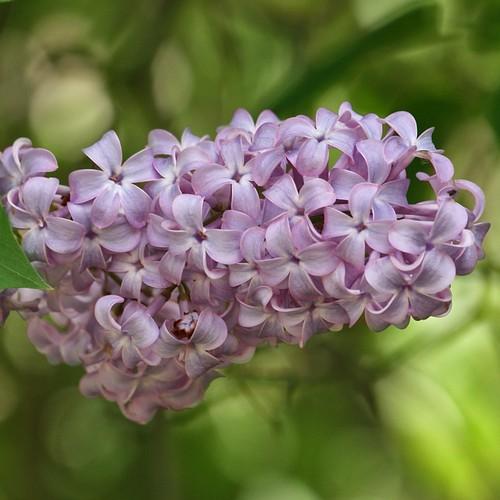 Genus - Syringa (Lilacs) – Future Forests