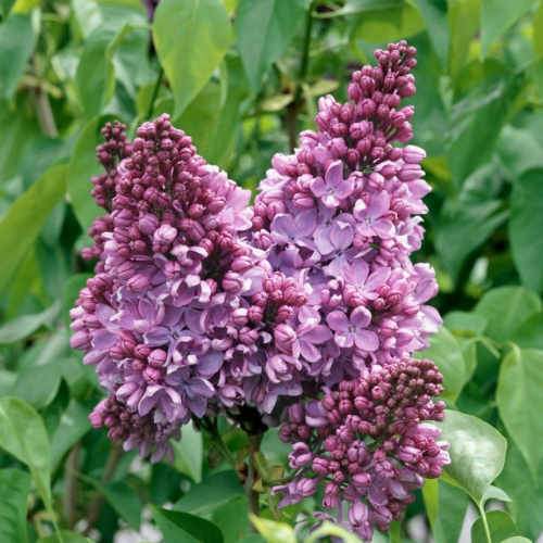 Genus - Syringa (Lilacs) – Future Forests