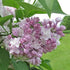 Syringa vulgaris Beauty of Moscow - Future Forests