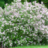 Syringa meyeri Palibin