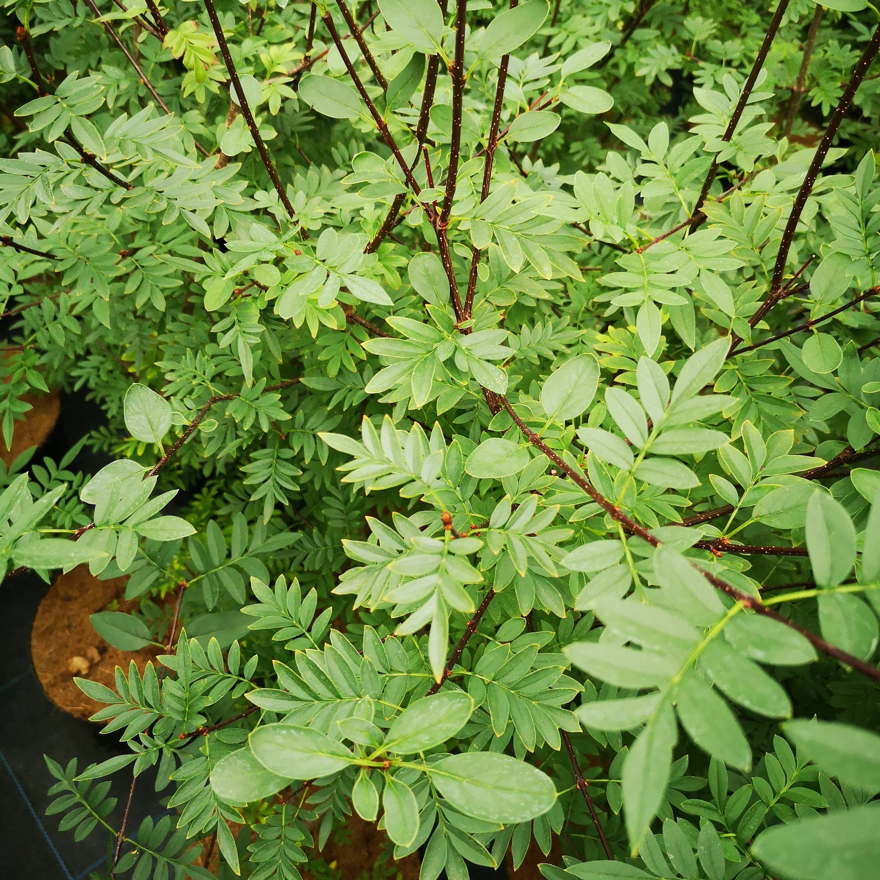 Syringa x diversifolia