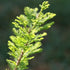 Taxodium distichum Pévé Minaret