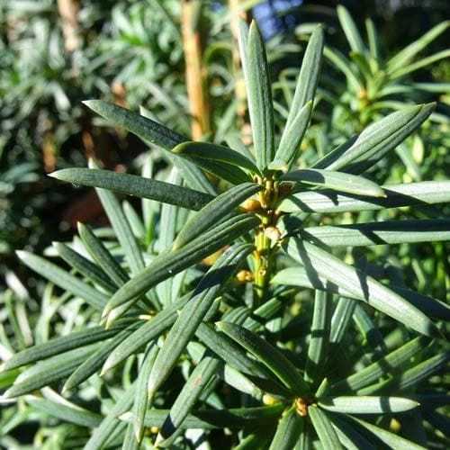 Taxus baccata - Future Forests