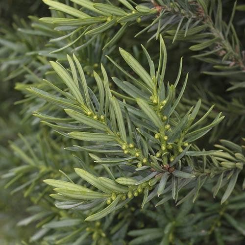 Taxus baccata - Yew - Future Forests