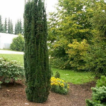 Taxus baccata Fastigiata Robusta – Future Forests