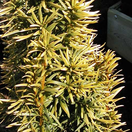Taxus baccata Standishii