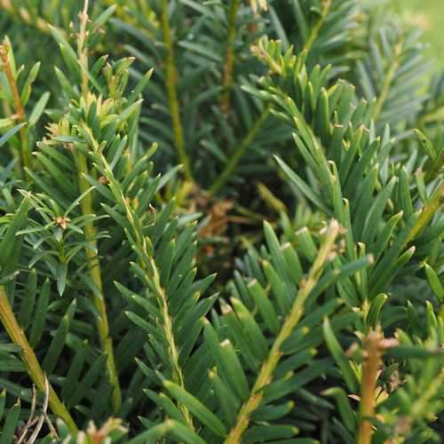 Taxus baccata - Yew - Future Forests