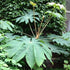 Tetrapanax papyrifer Rex - Future Forests
