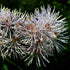 Thalictrum aquilegifolium - Future Forests