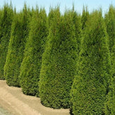 Thuja occidentalis Smaragd – Future Forests