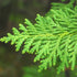 Thuja occidentalis - Arbor vitae - Future Forests