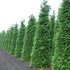 Thuja plicata Martin - Western Red Cedar