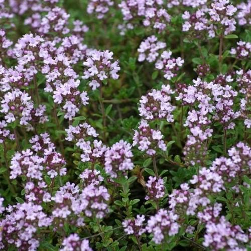 Thyme, common - Future Forests