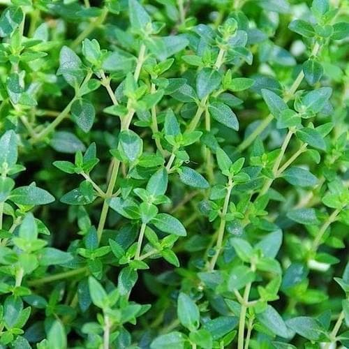 Как называется трава на фото Thyme, common Thymus vulgaris - Future Forests