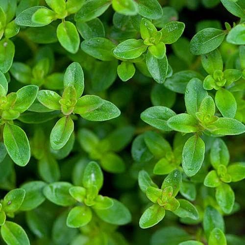 Thyme, Lemon - Future Forests
