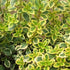 Thyme, Lemon Variegated - Future Forests