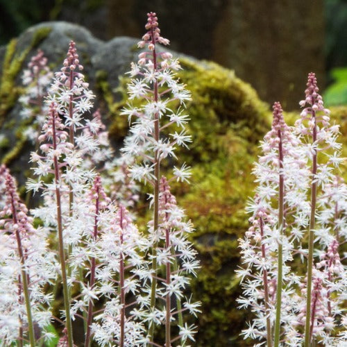 Tiarella Morning Star