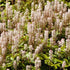 Tiarella Morning Star