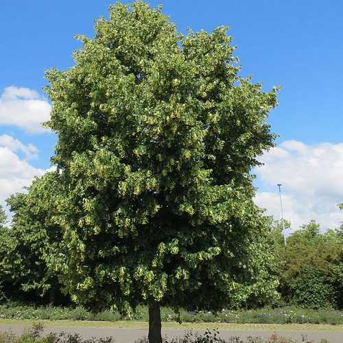 Tilia cordata - Small Leafed Lime - Future Forests