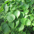 Tilia cordata - Small Leafed Lime - Future Forests