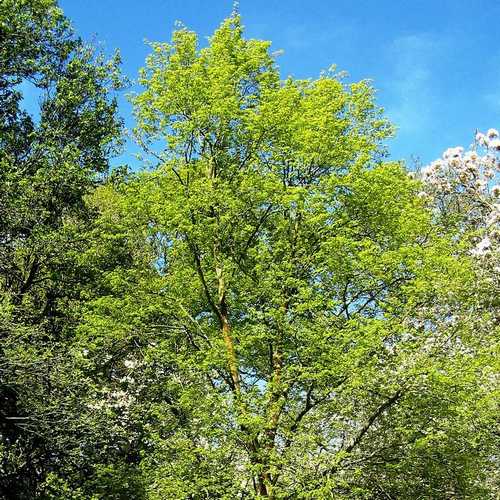 Tilia mongolica - Future Forests