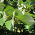 Tilia petiolaris - Weeping Lime - Future Forests