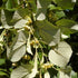 Tilia petiolaris - Weeping Lime - Future Forests
