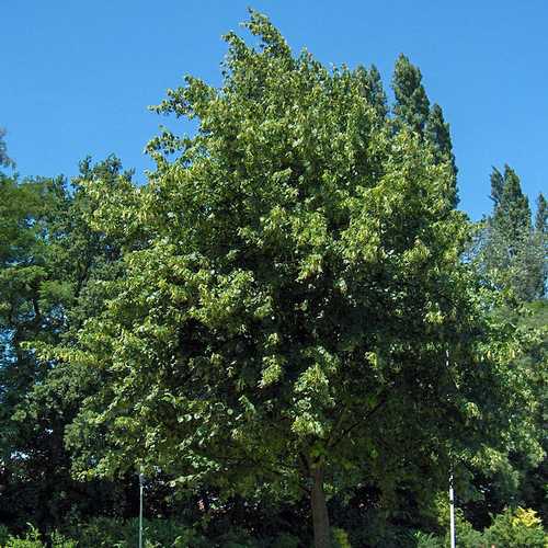 Tilia platyphyllos - Large Leaved Lime - Future Forests