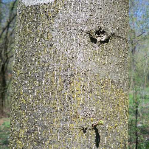 Tilia platyphyllos - Large Leaved Lime - Future Forests