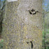 Tilia platyphyllos - Large Leaved Lime - Future Forests