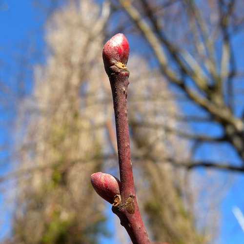 Tilia platyphyllos - Large Leaved Lime - Future Forests