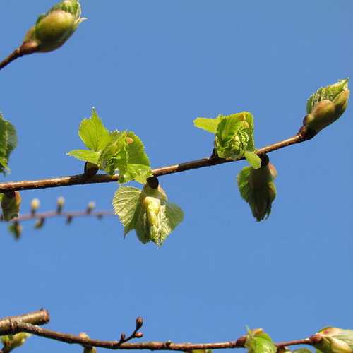 Tilia platyphyllos - Large Leaved Lime - Future Forests