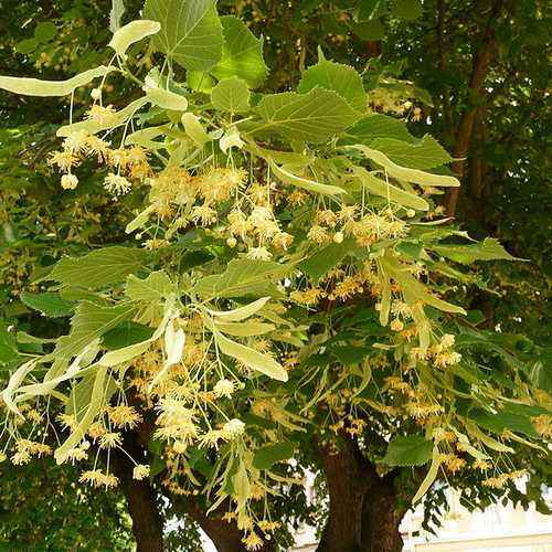 Tilia platyphyllos - Large Leaved Lime - Future Forests