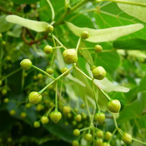 Tilia platyphyllos - Large Leaved Lime - Future Forests