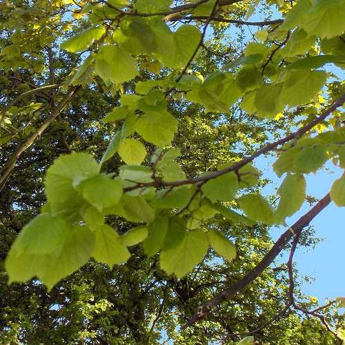 Tilia platyphyllos - Large Leaved Lime - Future Forests